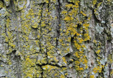 Ağaç kabuğu moss ile. Doğal doku