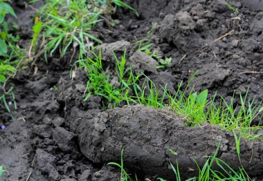 Dikim için siyah toprak ile tarım alanı. Doku doğa