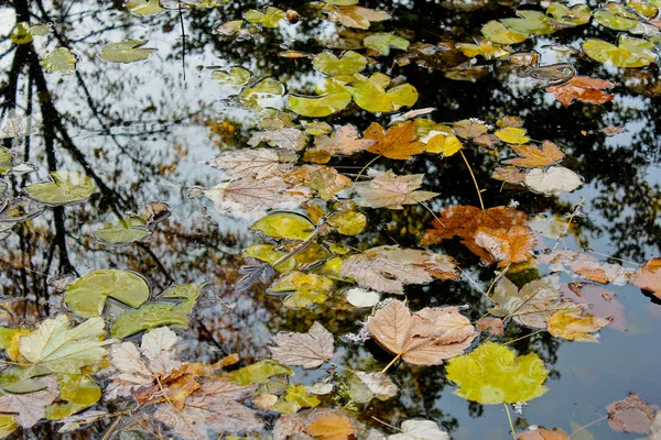 Kısmen gölün yüzeyinde döşeme farklı renkteki düşen sonbahar yaprakları