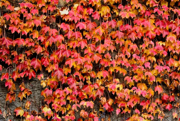 Rode esdoorn bladeren trapsgewijze onderaan een muur tijdens de herfst en najaar seizoen — Stockfoto