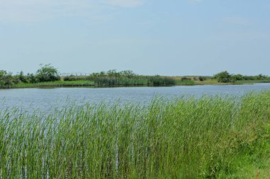 Kolkheti Ulusal Parkı Ziyaretçi Merkezi. Anaklia yakınlarındaki Churia Nehri. Yaz, yeşil manzara Gürcistan.
