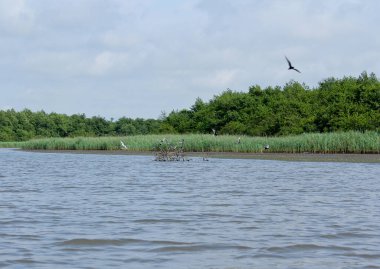 Nehrin ortasındaki bir dalda vahşi kuşlar. Panorama, Kolkheti Ulusal Parkı 'nın bataklıklarında Churia nehrinin vahşi manzarası. Bir sürü saz..