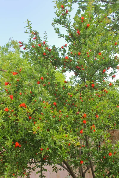 Bahçede Çiçek Açan Nar Ağacının Üzerinde Kırmızı Nar Çiçekleri Parlak — Stok fotoğraf