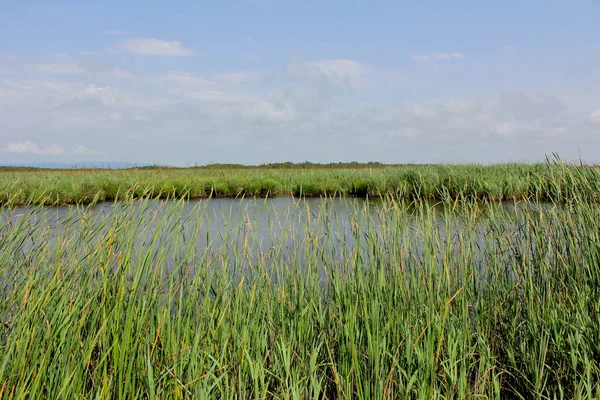 Panoráma Vad Kilátás Pichori Folyóra Kolkheti Nemzeti Park Mocsaraiban Nyár — Stock Fotó