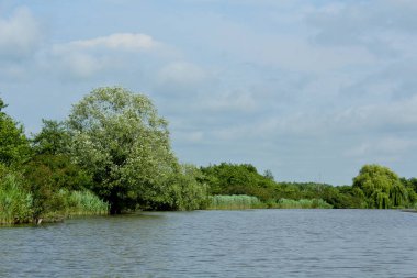 Panorama, Kolkheti Ulusal Parkı 'nın bataklıklarında Churia Nehri' nin vahşi manzarası. Bir sürü sazlık. Yaz, yeşil manzara Gürcistan.