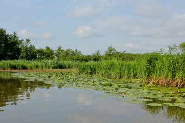 Kolkheti Ulusal Parkı 'nın bataklıklarında Churia nehrinin sarı nilüferleri. Bir sürü sazlık. Nuphar Lutea çiçekleri. Panorama, vahşi manzara yeşil manzara Gürcistan.