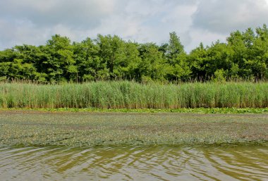 Kolkheti Ulusal Parkı 'nın bataklıklarında Churia nehrinin sarı nilüferleri. Bir sürü sazlık. Nuphar Lutea çiçekleri. Panorama, vahşi manzara yeşil manzara Gürcistan.