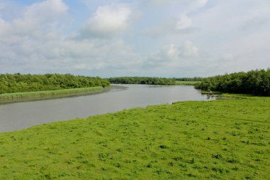 Panorama, Kolkheti Ulusal Parkı 'nın bataklıklarında Churia Nehri' nin vahşi manzarası. Bir sürü sazlık. Yaz, yeşil manzara Gürcistan.