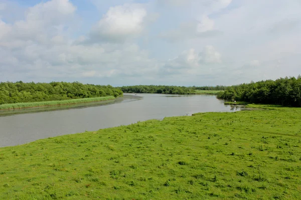 Panorama, Kolkheti Ulusal Parkı 'nın bataklıklarında Churia Nehri' nin vahşi manzarası. Bir sürü sazlık. Yaz, yeşil manzara Gürcistan.