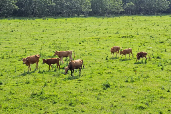 Vaches Sur Herbe Verte Vue Parc National Kolkheti Été Paysage — Photo