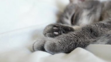Beyaz yatakta gri kedi patileri. Yumuşak kedicik pençeleri yakın plan. Şirin kedi ayakları uzanıyor..