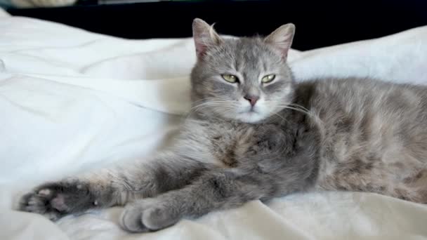 Grey Cat Green Eyes Resting Relaxing White Bed Kitten Tries — Stock Video