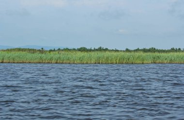 Panorama, Kolkheti Ulusal Parkı 'nın bataklıklarında Churia Nehri' nin vahşi manzarası, Gürcistan 'ın yeşil manzarası..