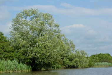 Panorama, Kolkheti Ulusal Parkı 'nın bataklıklarında Churia Nehri' nin vahşi manzarası. Bir sürü sazlık. Yaz, yeşil manzara Gürcistan.