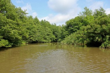 Panorama, Kolkheti Ulusal Parkı 'nın bataklıklarında Churia Nehri' nin vahşi manzarası. Bir sürü sazlık. Yaz, yeşil manzara Georgia ülkesi. Kanodan görüntüle.