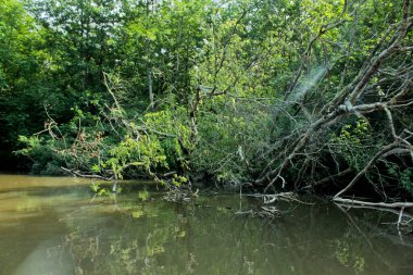 Panorama, Kolkheti Ulusal Parkı 'nın bataklıklarında Churia Nehri' nin vahşi manzarası. Bir sürü sazlık. Yaz, yeşil manzara Georgia ülkesi. Kanodan görüntüle.