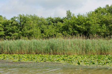 Kolkheti Ulusal Parkı 'nın bataklıklarında Churia nehrinin sarı nilüferleri. Bir sürü sazlık. Nuphar Lutea çiçekleri. Panorama, vahşi manzara yeşil manzara Gürcistan.