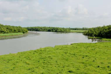 Panorama, Kolkheti Ulusal Parkı 'nın bataklıklarında Churia Nehri' nin vahşi manzarası. Bir sürü sazlık. Yaz, yeşil manzara Gürcistan.