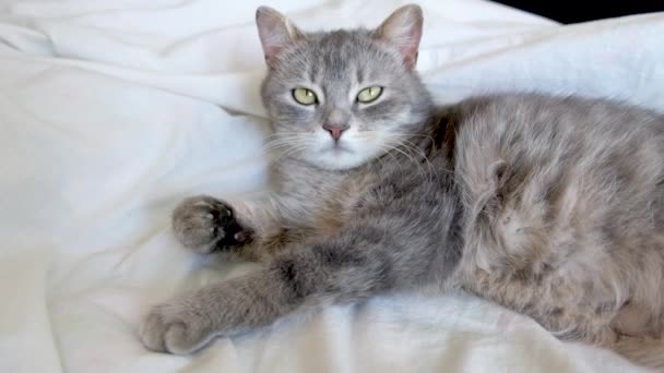 緑の目をした灰色の猫が休んで 白いベッドでリラックスします 子猫は寝ようとする ハッピーペット ホーム — ストック動画