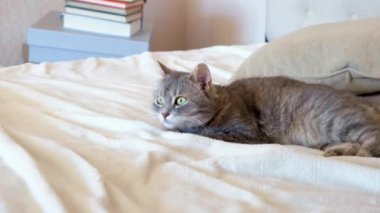 Yeşil gözlü gri kedi beyaz yatakta dinleniyor. Kedi yavrusu uyumaya çalışıyor. Evde mutlu bir hayvan.