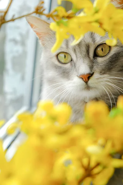 可爱的灰色猫 绿色的眼睛介于黄色的花朵之间 家门口有花朵的小猫 — 图库照片