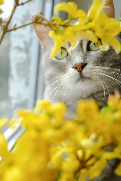 Leuke Grijze Kat Met Groene Ogen Tussen Gele Bloemen Kitten — Stockfoto