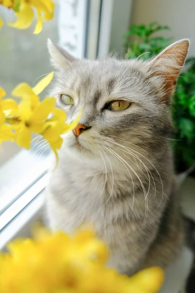 Cute Grey Cat Green Eyes Yellow Flowers Kitten Blossom Flowers — Stock Photo, Image