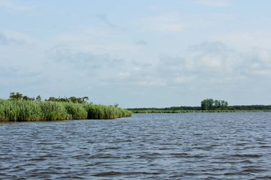 Panorama, Kolkheti Ulusal Parkı 'nın bataklıklarında Churia Nehri' nin vahşi manzarası. Yaz, yeşil manzara Gürcistan.