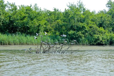 Nehrin ortasındaki bir dalda vahşi kuşlar. Panorama, Kolkheti Ulusal Parkı 'nın bataklıklarında Churia nehrinin vahşi manzarası. Bir sürü saz..