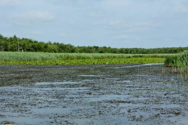 Kolkheti Ulusal Parkı 'nın bataklıklarında Churia nehrinin sarı nilüferleri. Bir sürü sazlık. Nuphar Lutea çiçekleri. Panorama, vahşi doğa yeşil manzara Gürcistan.