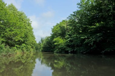 Panorama, Kolkheti Ulusal Parkı 'nın bataklıklarında Churia Nehri' nin vahşi manzarası. Bir sürü sazlık. Yaz, yeşil manzara Georgia ülkesi. Kanodan görüntüle.
