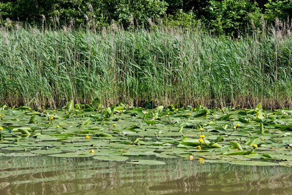 Kolkheti Ulusal Parkı 'nın bataklıklarında Churia nehrinin sarı nilüferleri. Bir sürü sazlık. Nuphar Lutea çiçekleri. Panorama, vahşi manzara yeşil manzara Gürcistan.