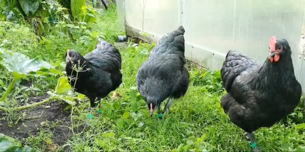 Three young black hens — ストック動画