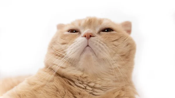 Detailní portrét skotské skládací kočky. Chlupatý červený čenich. — Stock fotografie