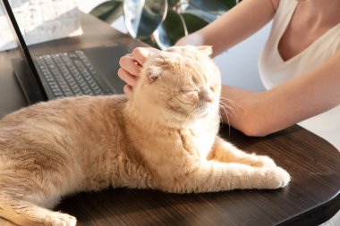 Kedi evdeki ekipmanlarıyla birlikte iş yerindeki masanın üzerinde yatıyor. Ev kıyafetleri içindeki bir kadın ev ortamında monitörün önünde bilgisayar başında çalışıyor. Esnek çalışma saatleri ve uzaktan çalışma. Karantinada tecrit