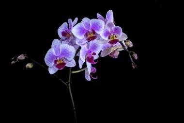 Siyah arka plan üzerine izole zarif pembe orkide
