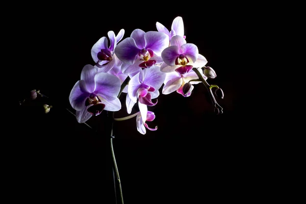 Elegant pink orchids isolated on black background — Stock Photo, Image