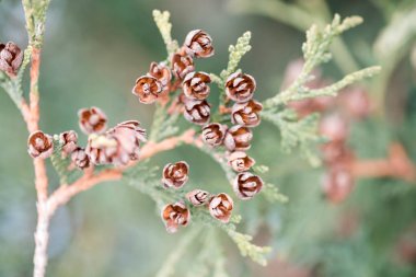 Ağaç böbrek çözmek, Bahar yaprakları görünür, kabuğu, erken yaşam, kış uykusu, çiçeklenme, yeni yaşam, yeşil ve genç yaprakları