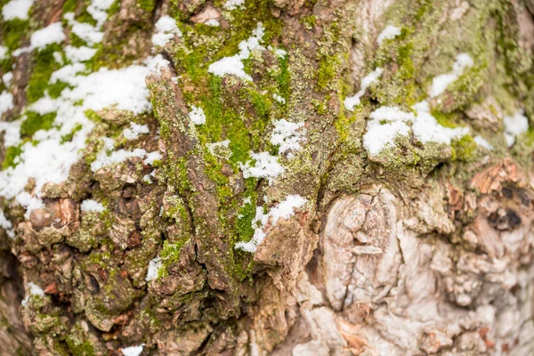 Träets struktur överväxt med mossa — Stockfoto