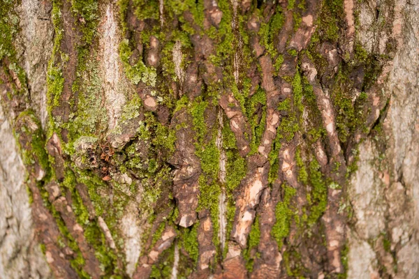 A textura da madeira coberta de musgo — Fotografia de Stock