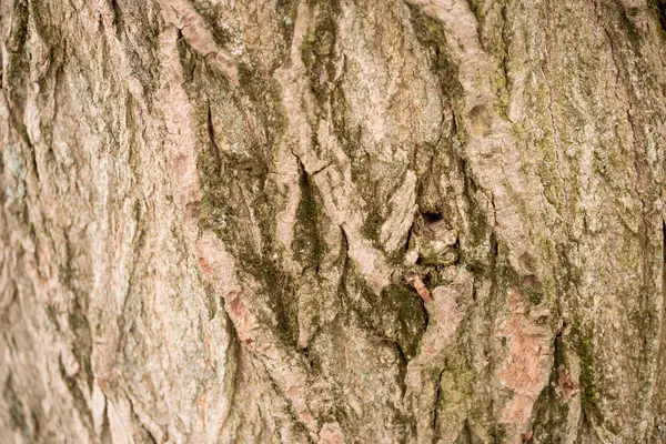 Träets struktur överväxt med mossa — Stockfoto