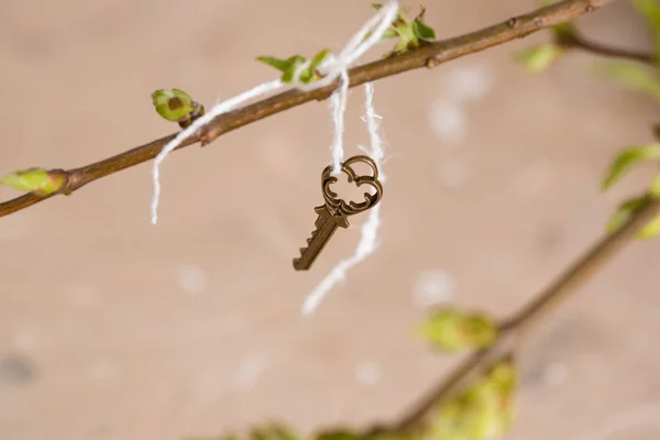 Ancient vintage key on a tree branch, green young leaves. spring and summer vision