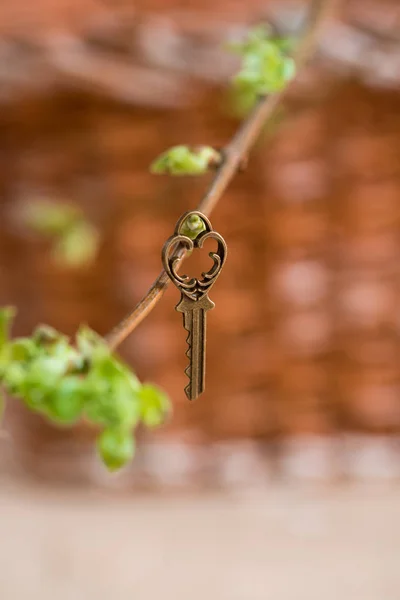 Ancient vintage key on a tree branch, green young leaves. spring and summer vision