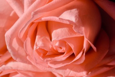 Pembe Gül çiçek kafa makro. Bahar buket