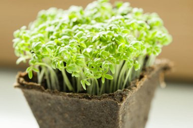 Salata yakın çekim çapraz. Doğru beslenme, sağlıklı gıda, yaz yeşillik, evin penceresinde bir tencerede yetiştirilen