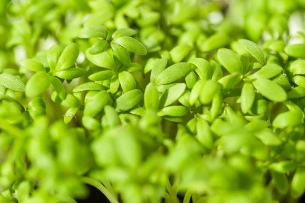 Korsa sallad närbild. Rätt kost, hälsosam mat, sommar greener, odlas i kruka i fönstret i huset — Stockfoto