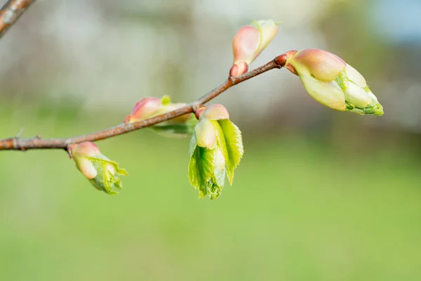 Tree branch with buds background, spring — Stock Photo, Image