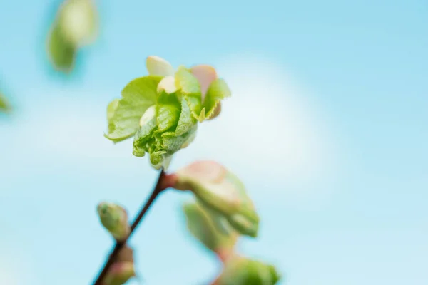 Tree branch with buds background, spring — Stock Photo, Image