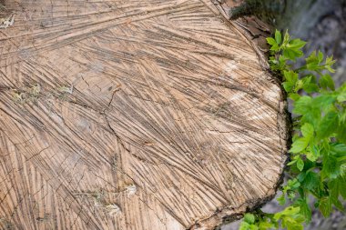 İğne yapraklı orman, güzel manzara yosun kaplı eski ağaç kütüğü.