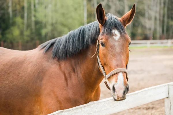 Two naked horses in the field, a white old wooden fence.